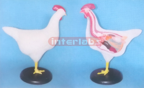 CHICKEN ANATOMICAL MODEL WITH BASE